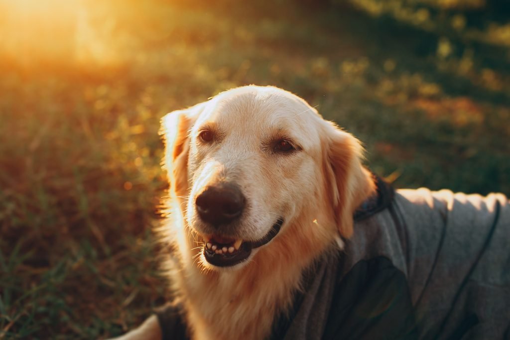 best-dog-care-tips-golden-retriever-dog-diet-hello-dog-life