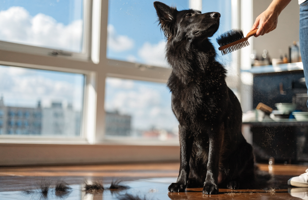 German Shepherd Shedding: 9 Grooming and Cleanup Tips