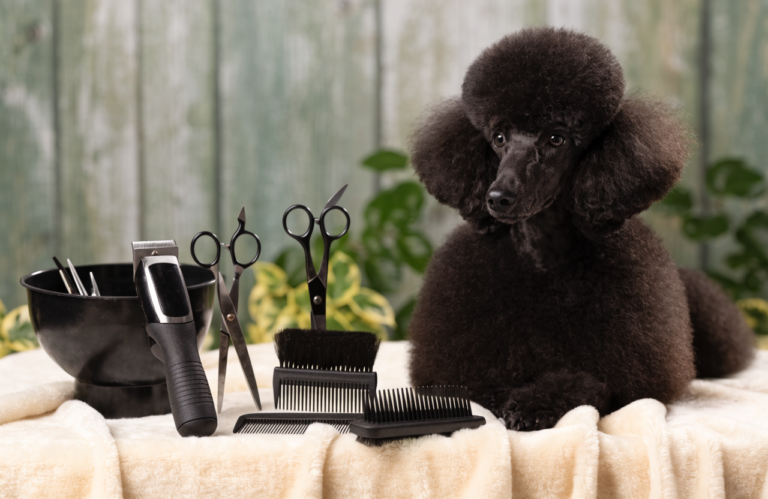 Poodle Grooming Tools: 9 Essentials for Your At-Home Kit