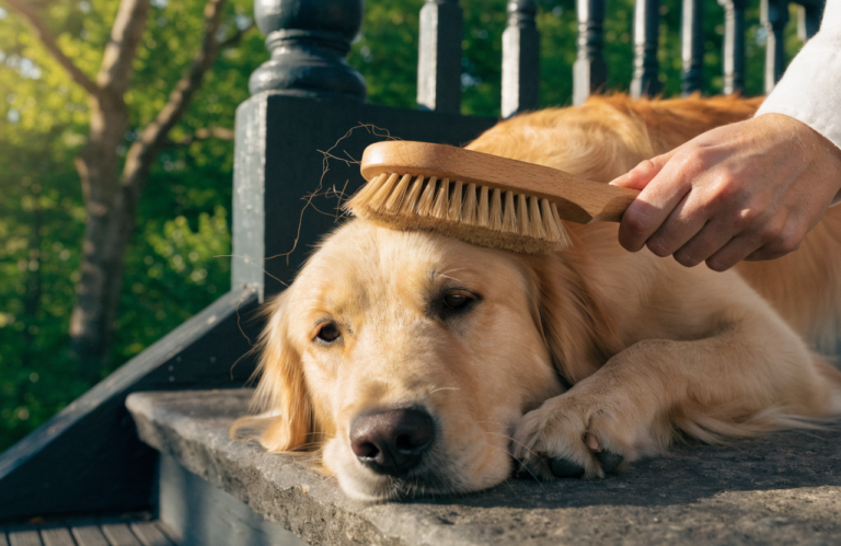 Golden Retriever Brushes: 7 Features to Compare Before Buying