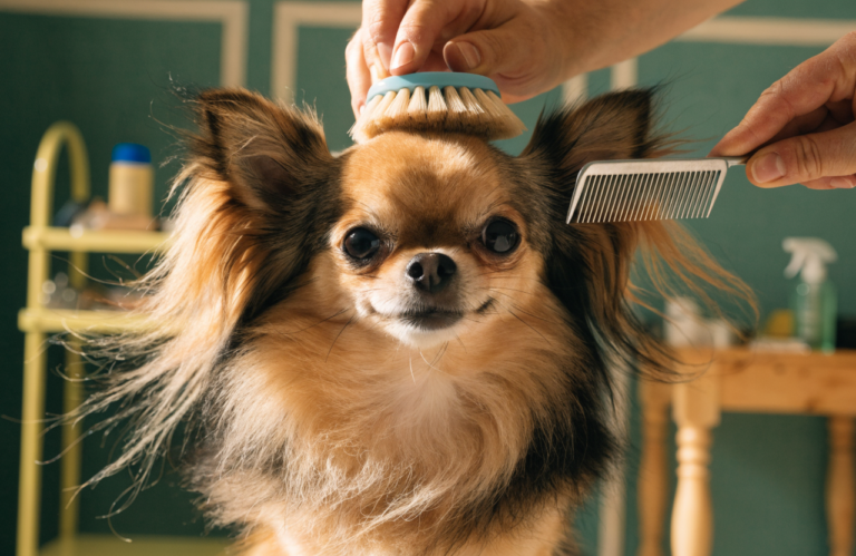 Long-Haired Chihuahua Grooming: A Beginner's Brush-and-Comb Guide