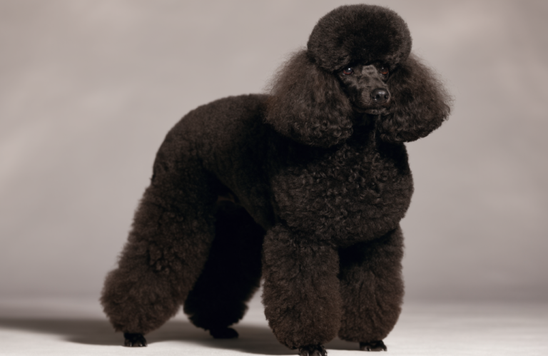 Poodle Haircuts: 15 Adorable Styles to Show Your Groomer