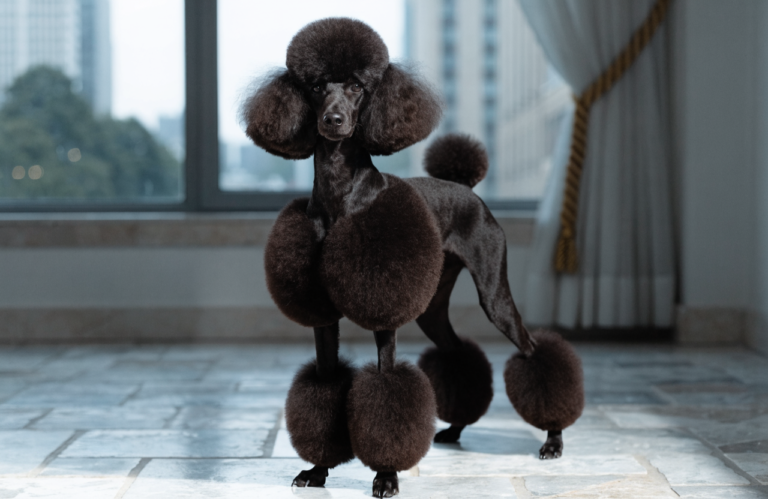 Poodle Haircuts: 15 Adorable Styles to Show Your Groomer