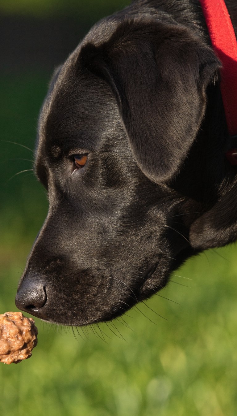 Closeup of Labradors’ nose sniffing a treat, red collar, soft blurred background