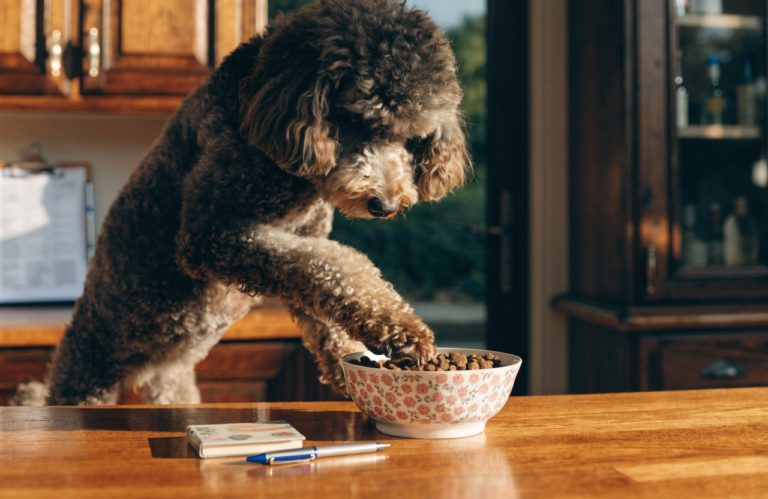 Poodle Picky Eater Diary: Track Meals Before Your Vet Visit