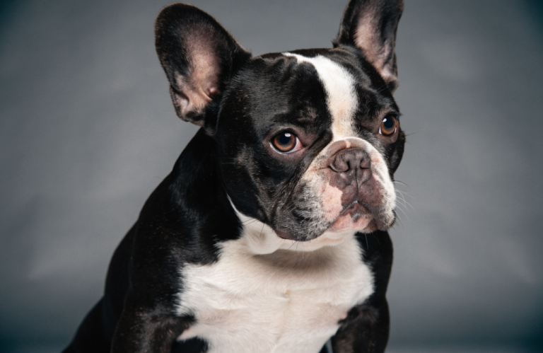 French Bulldog Grooming: A Simple Care Checklist to Save