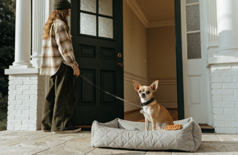 Chihuahua Barking: Build a Calmer Front-Door Routine