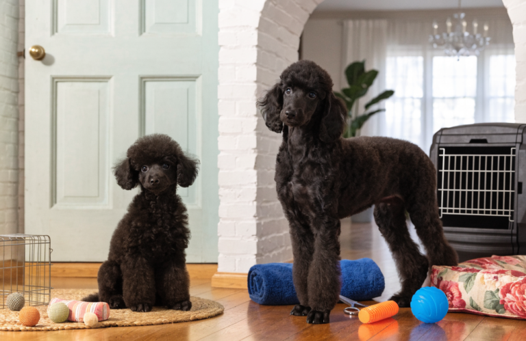 Toy Poodle vs. Standard Poodle: Which Puppy Supplies Need Different Sizes?