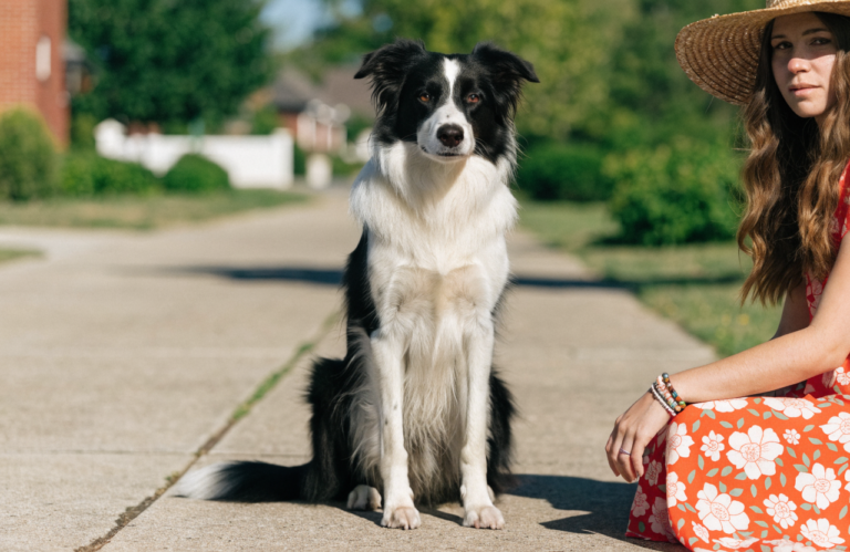 Dog Training for Beginners: What to Teach First