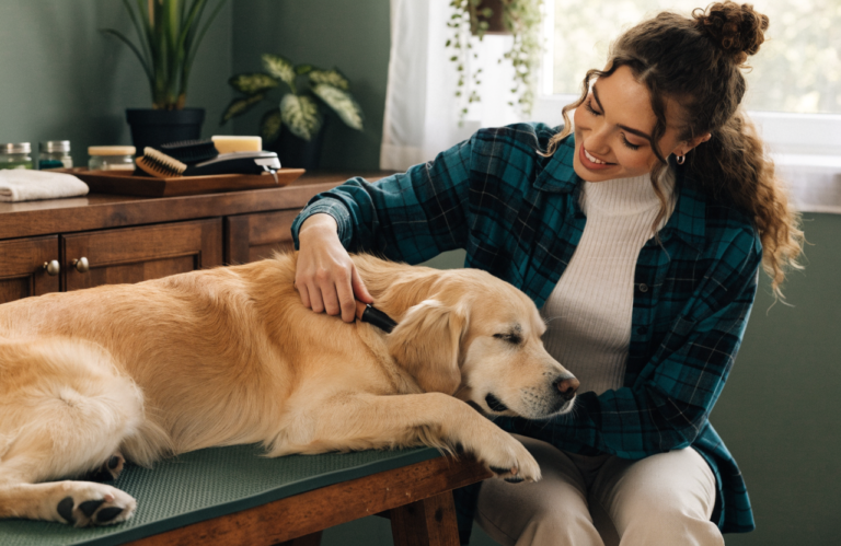 DIY Dog Grooming at Home in 10 Steps