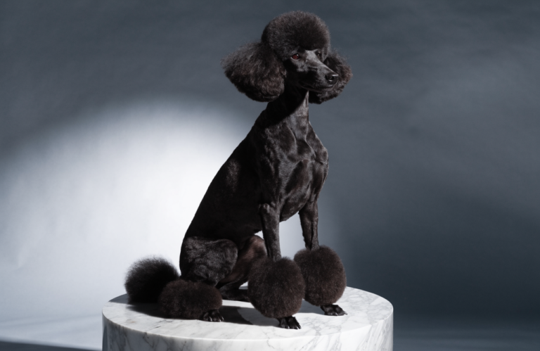 12 Best Poodle Grooming Styles