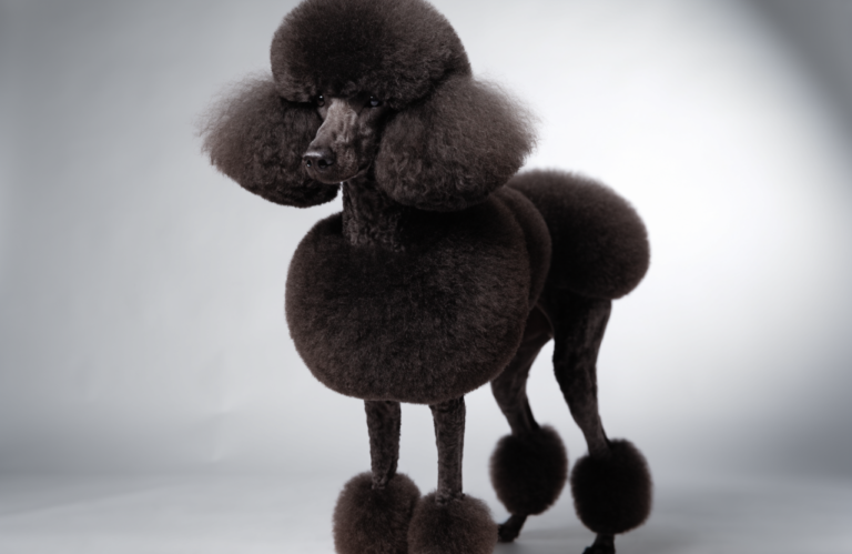 12 Poodle Haircut Styles With Groomer Blade & Length Notes for Each