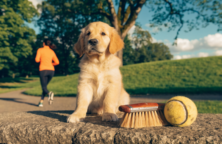 10 Must-Know Facts Before Getting a Golden Retriever Puppy