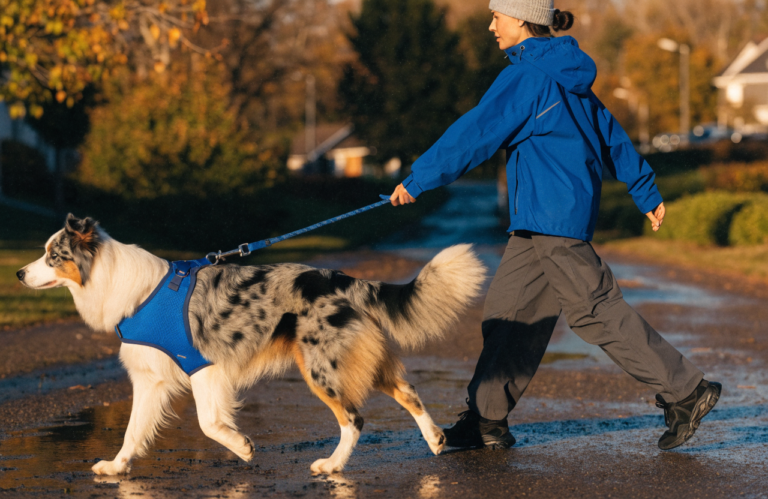 Australian Shepherd Walking Gear: 11 Useful Everyday Essentials